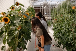 Two people are standing in between a row of sunflowers. They are both leaning forward and looking at the sunflowers to the left of them.