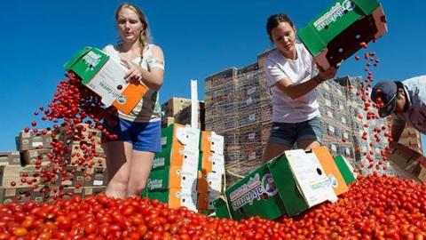 Students dump produce from boxes into a large pile of cherry tomatoes