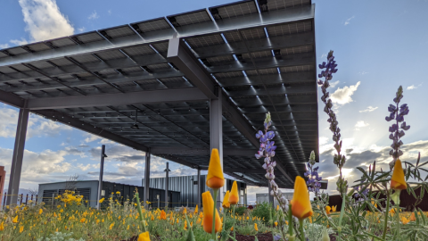 under clear blue skies solar panels shade wildflowers in a rooftop garden