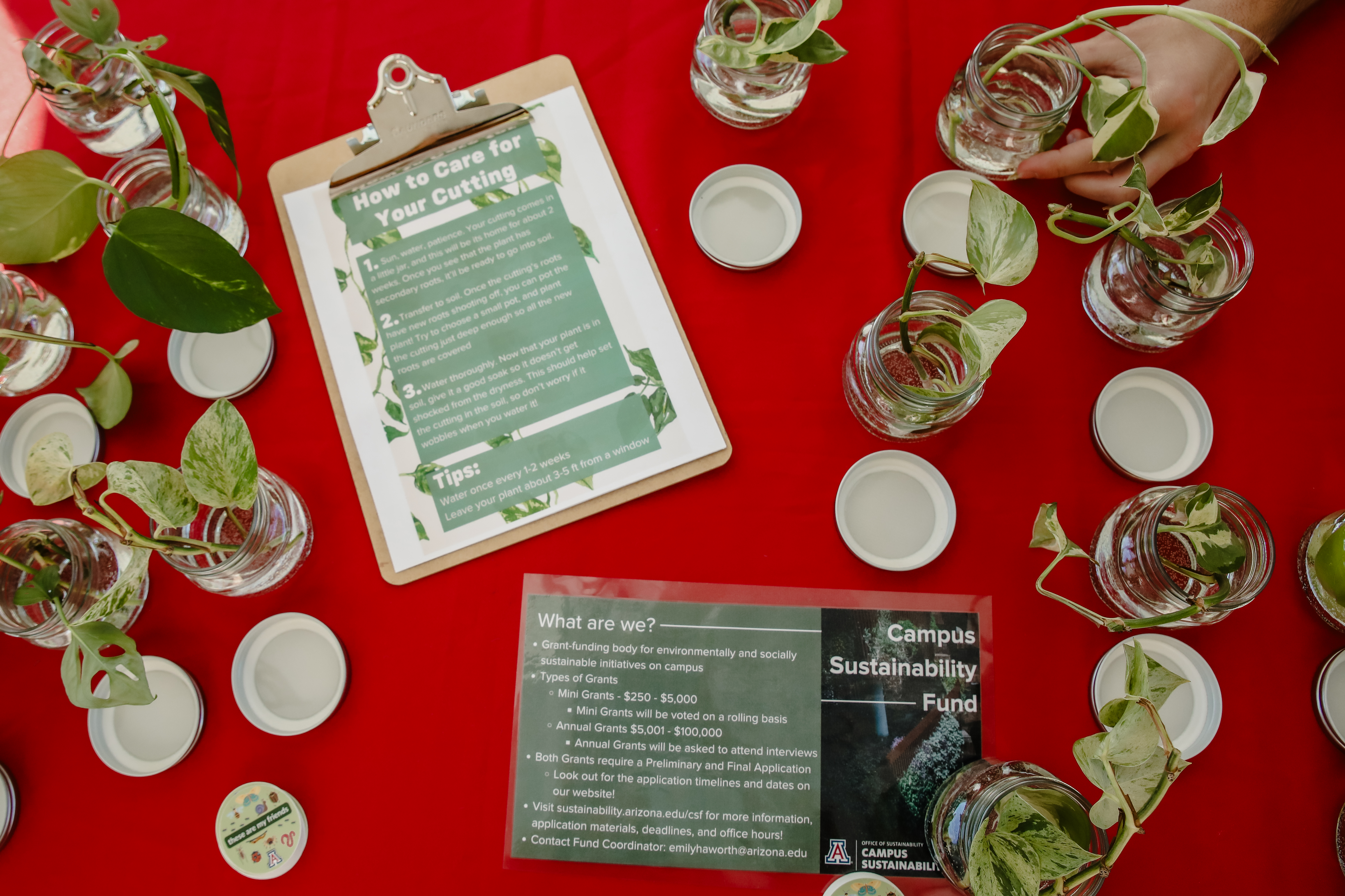 Plant cuttings on a table at an outreach event