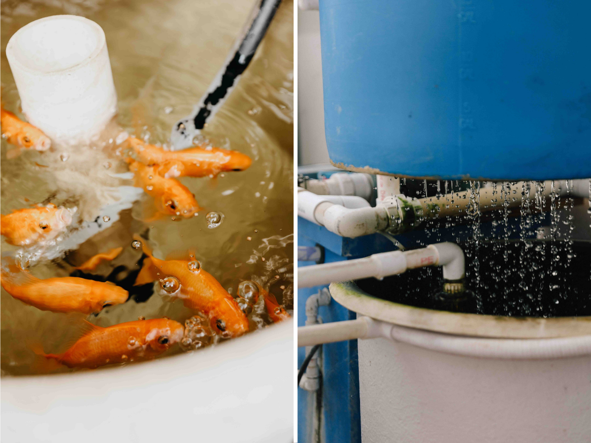 Photo on the left: Fish swimming in one of the aquaponic tanks. Their effluent is being used as fertilizer for the trees. Photo on the right: Water percolates through the filtration system 