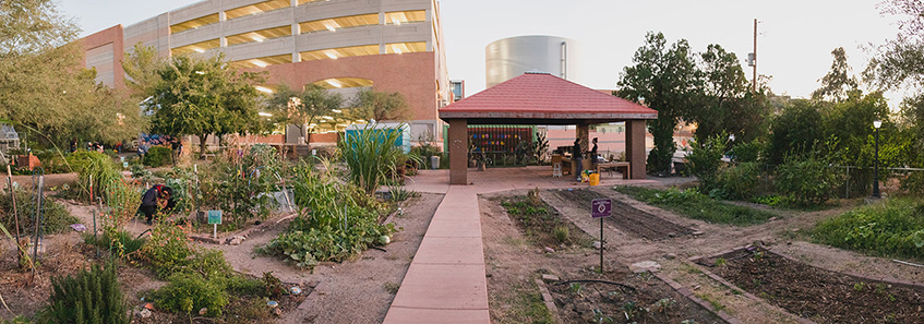 Panoramic shot of the Garden at dusk. Photo has garden plots, ramada, and Highland Parking Garage in view.