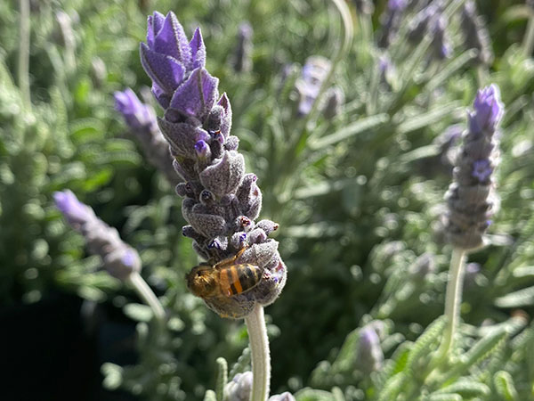 Honeybee on a lavender flower