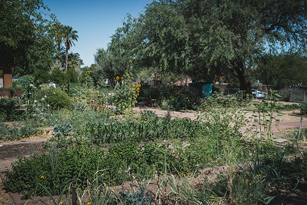 A large mesquite tree towers over rows of flowers and vegetables growing in a community garden