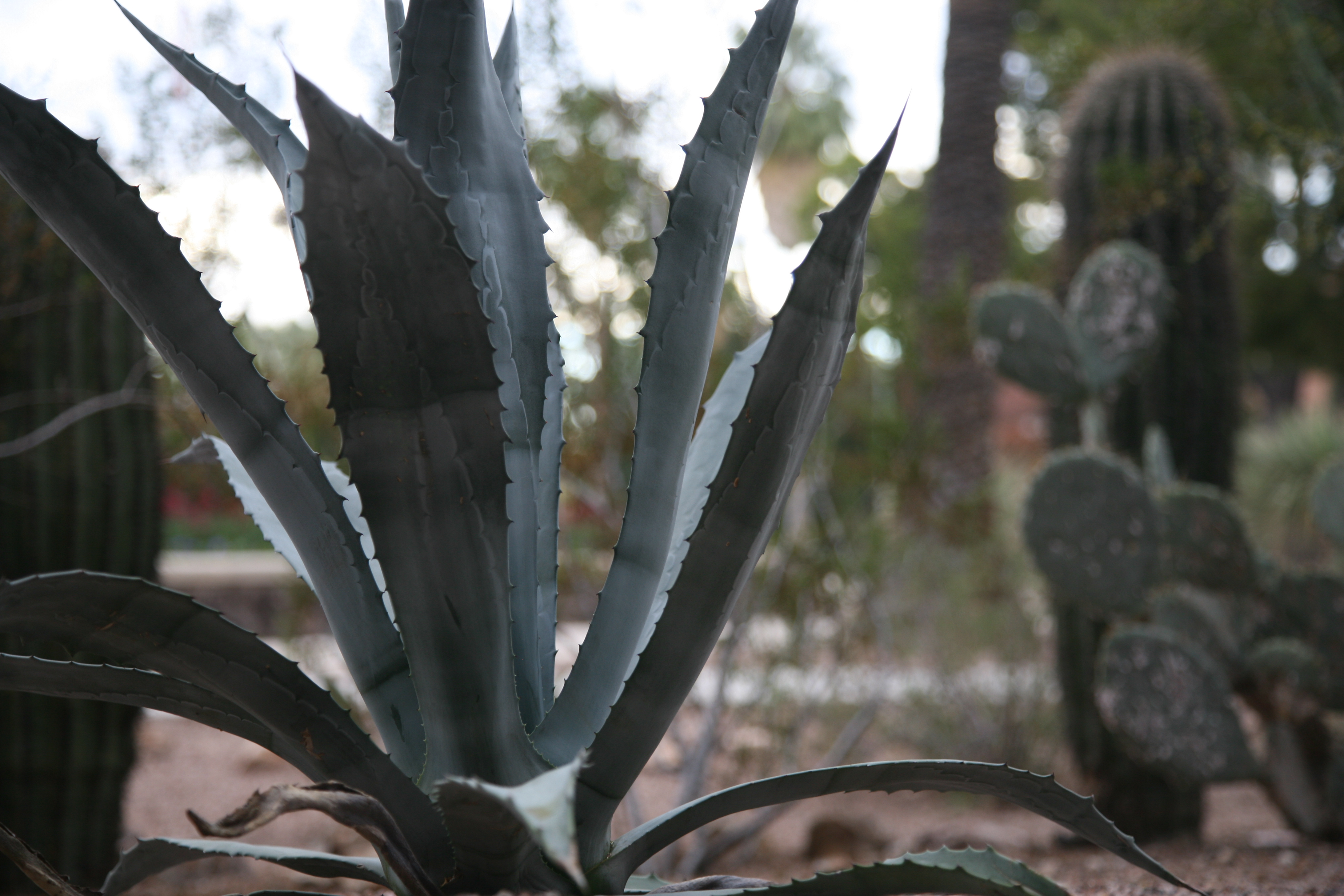 Agave, prickly pear and saguaro grow in a desert garden.