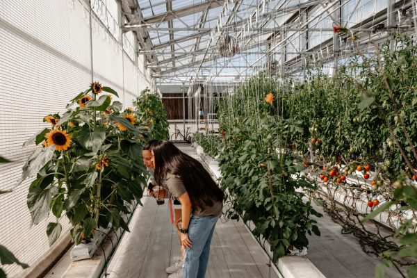 Two people look at sunflowers growing in a hydroponics greenhouse