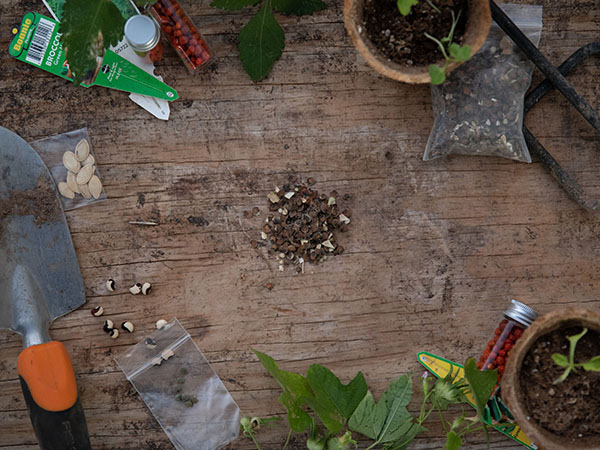 Seeds, sprouts, tools, and other garden-related things arranged on a wood background
