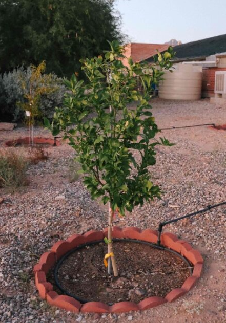 Two of the new citrus trees can be seen in the foreground with the sump tank and greenhouse seen in the background