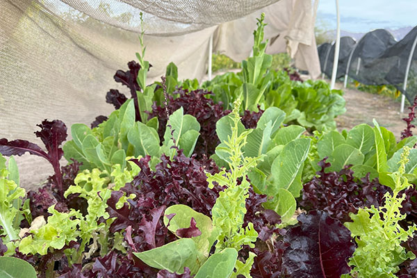 Leafy vegetables grow in a row under a hooped shade structure