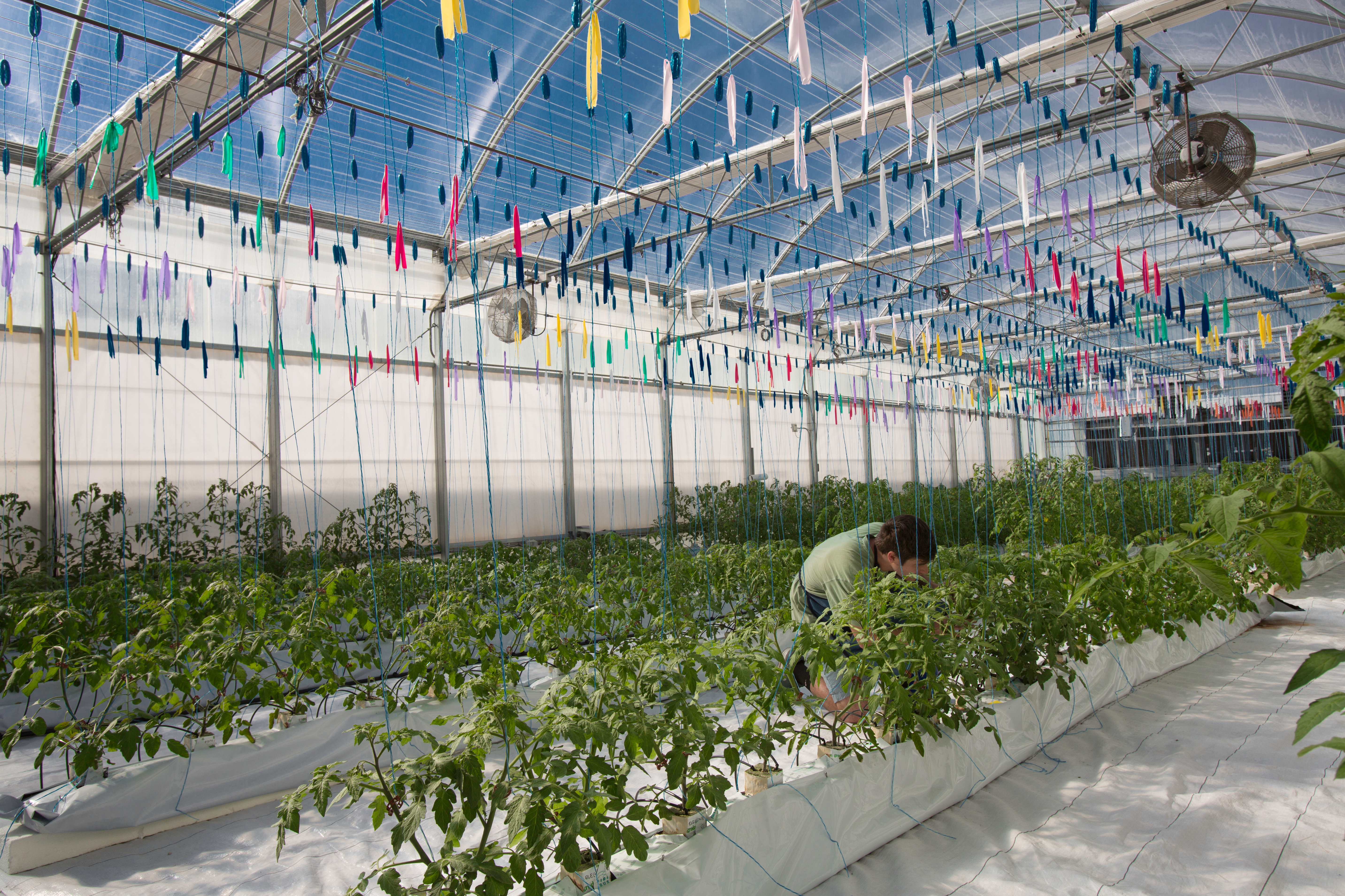 A person tending to a row of plants growing in a greenhouse.