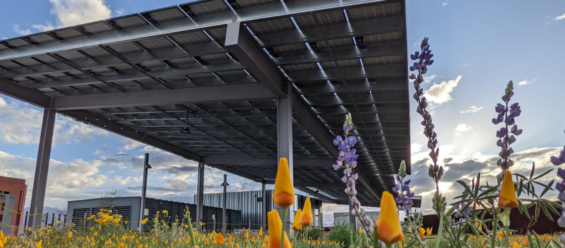 A field of wildflowers grow under a solar panel installation