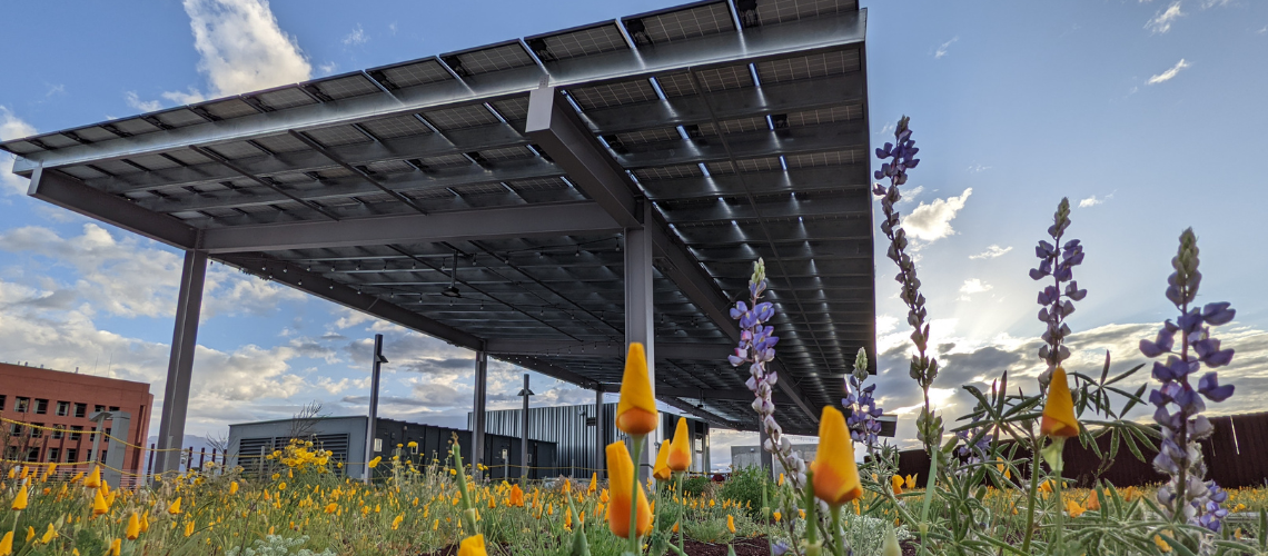 under clear blue skies solar panels shade wildflowers in a rooftop garden