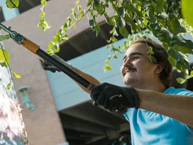 Smiling gardener trimming a tree.