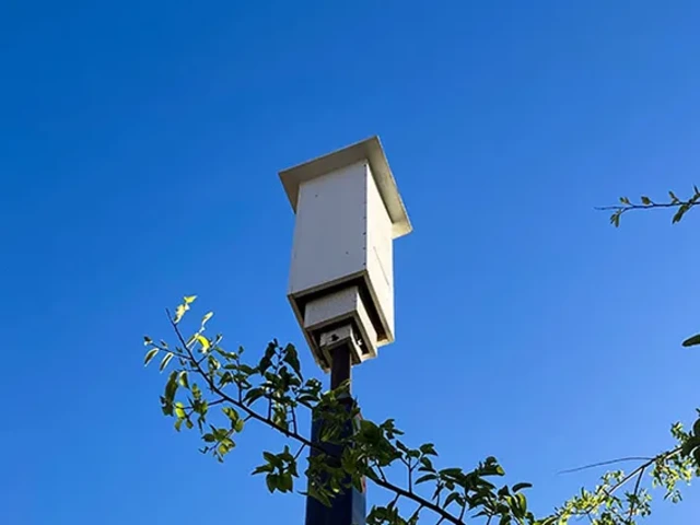 View of the Garden's bat box, looking up from below it.