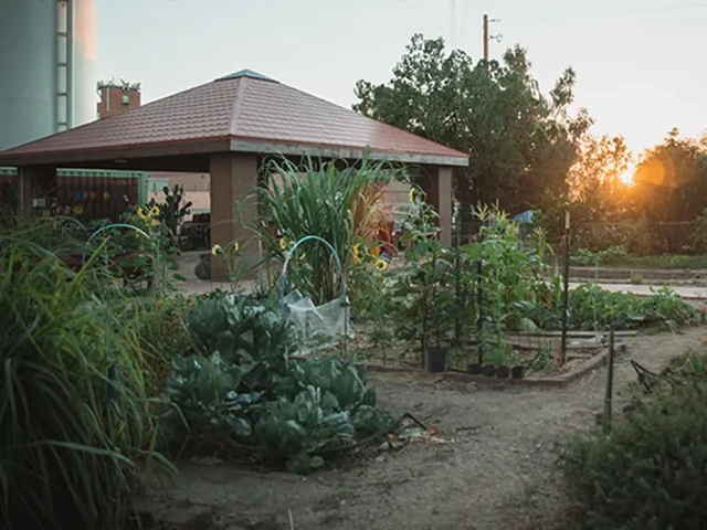Garden at sunset, with greenery and Eugene G. Sander Ramada.
