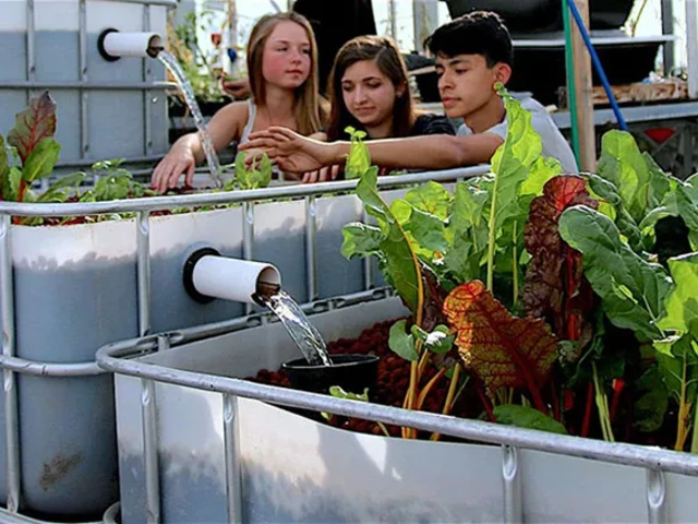 Three young adults tending to plants in an aquaponic garden plot.