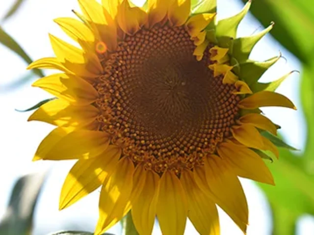 A sunflower in bloom.