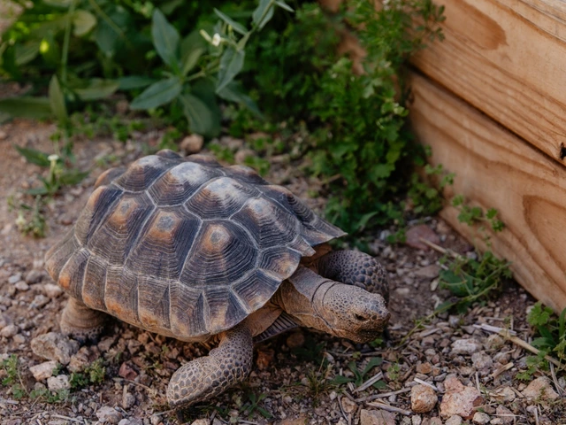 A tortoise standing next to a plant.
