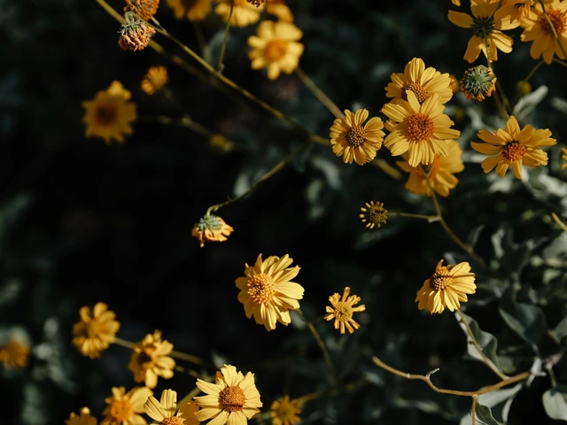 A bush of yellow flowers.