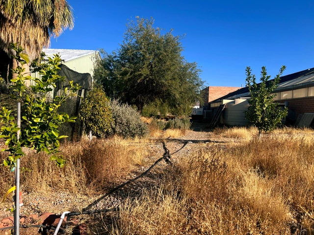 A dirt path is in between various small citrus trees that have been planted. At the far end of the dirt path is a building.