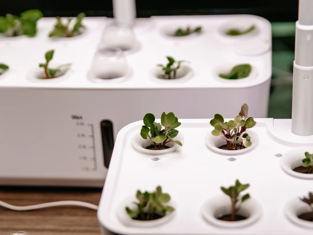 Various types of plants growing in a hydroponic system.