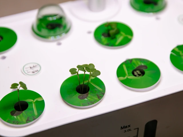 Multiple plants growing in a hydroponic system.