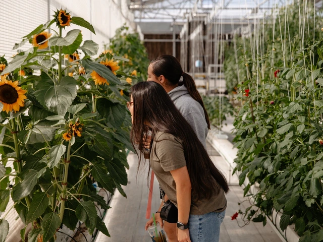 Two people are standing in between a row of sunflowers. They are both leaning forward and looking at the sunflowers to the left of them.