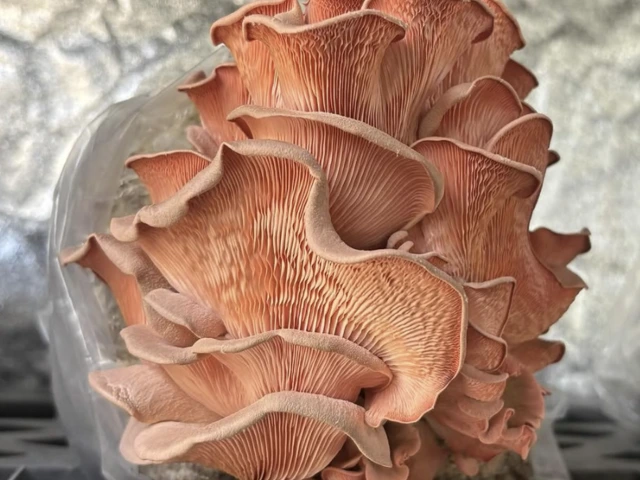 A close up image of an orange mushroom