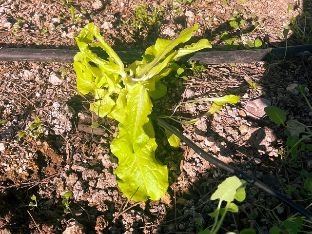 A lettuce plant growing in a garden plot.