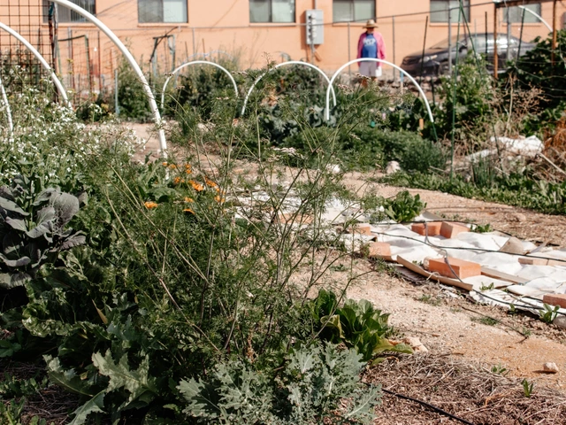 Different plants growing in garden plots.