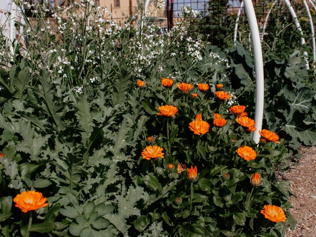 A close up of a bush with orange flowers growing in a garden plot.