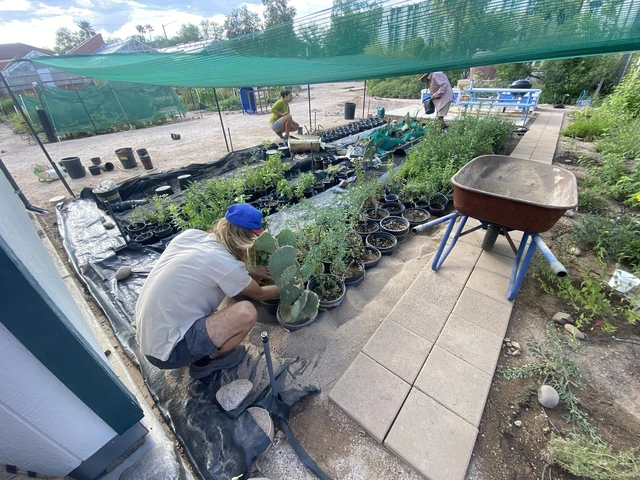 A view from above the garden that has rows of pots and plants in the ground. One person is crouching next to a cactus to replant it