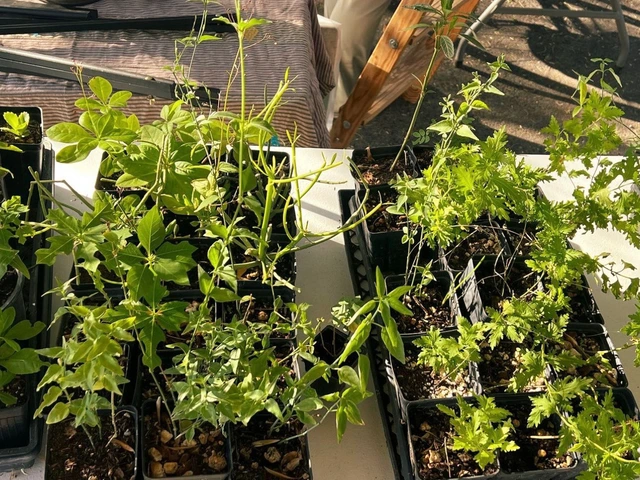 Multiple potted plants on a table.