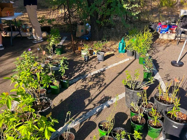 Various potted plants arranged on a street.