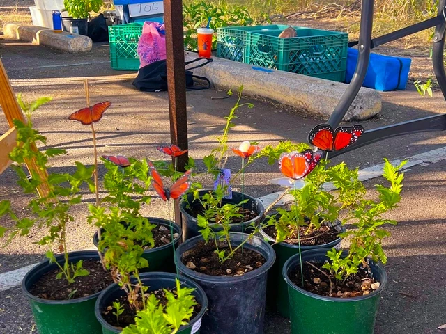 5 potted plants close together with fake orange butterflies sticking out of the plants.