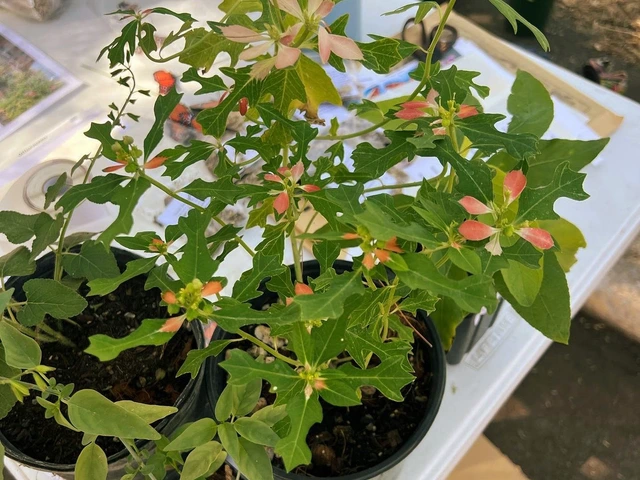 2 potted plants on a table with slight orange leafs on top.