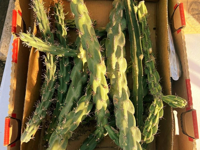 A box with multiple pieces of cacti.