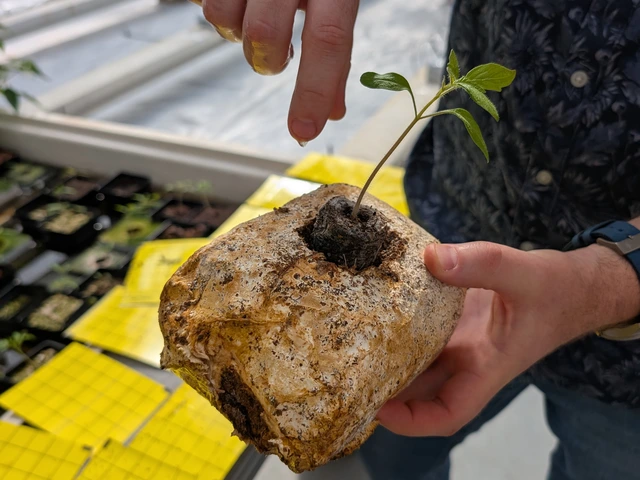A hand points to a fungi block with a sprout growing out of it.