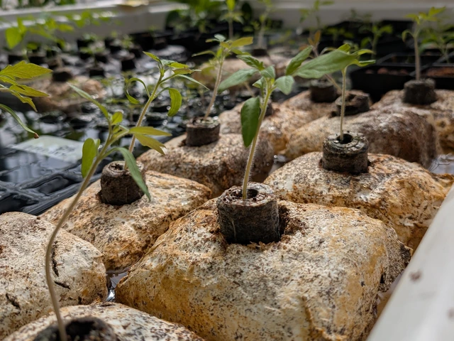 Two rows of fungi blocks with sprouts growing out of them sit in a flood table.