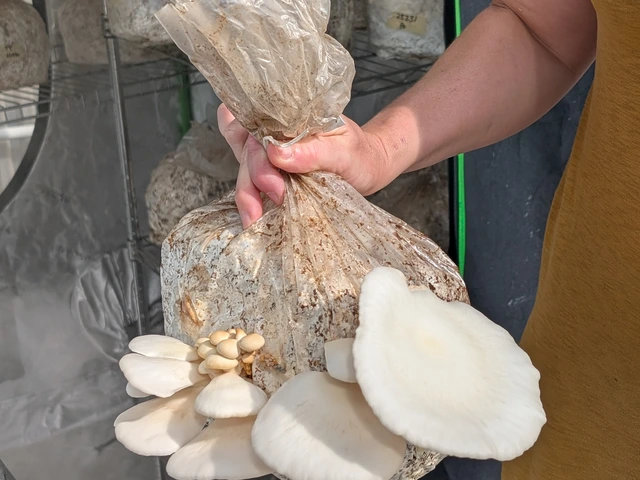 A hand holds a bag with large oyster mushrooms growing out of it.