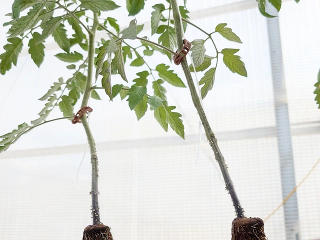 Two flowering tomato plants grow out of white fungi blocks in a greenhouse.