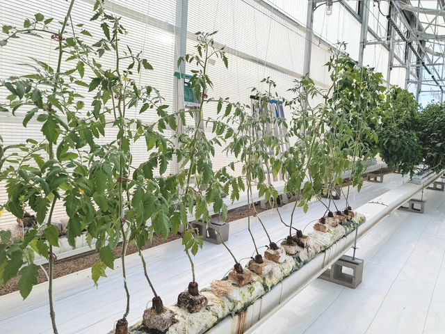 A row of budding plants growing out of fungi blocks sit in a greenhouse.