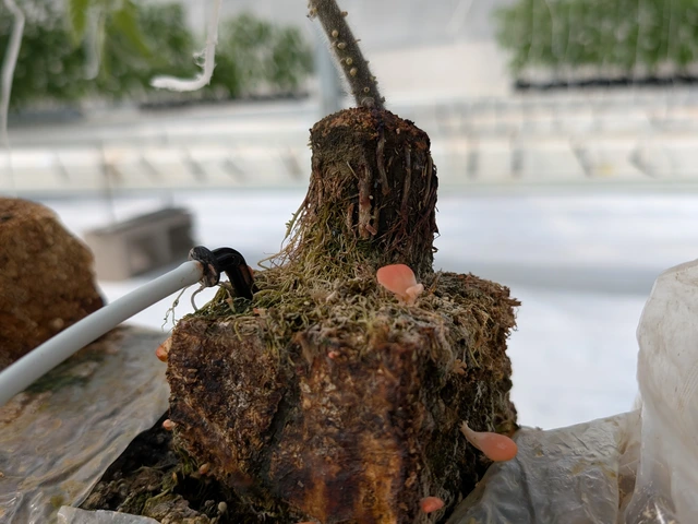 A fungi block with small red mushrooms growing out of it has a cylinder of soil protruding out the top with a vegetative plant in the center.