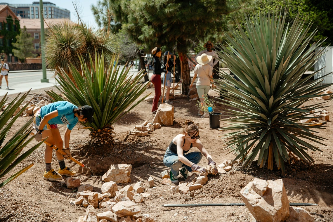 Two people plant native desert plants in a desert garden.