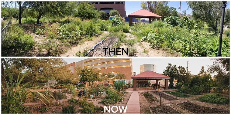 Before and After panoramic shots of the Garden, with the before shot having more overgrown plots.