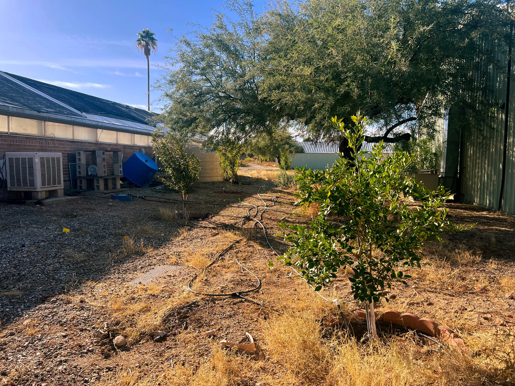 A small citrus tree is planted next to a building.