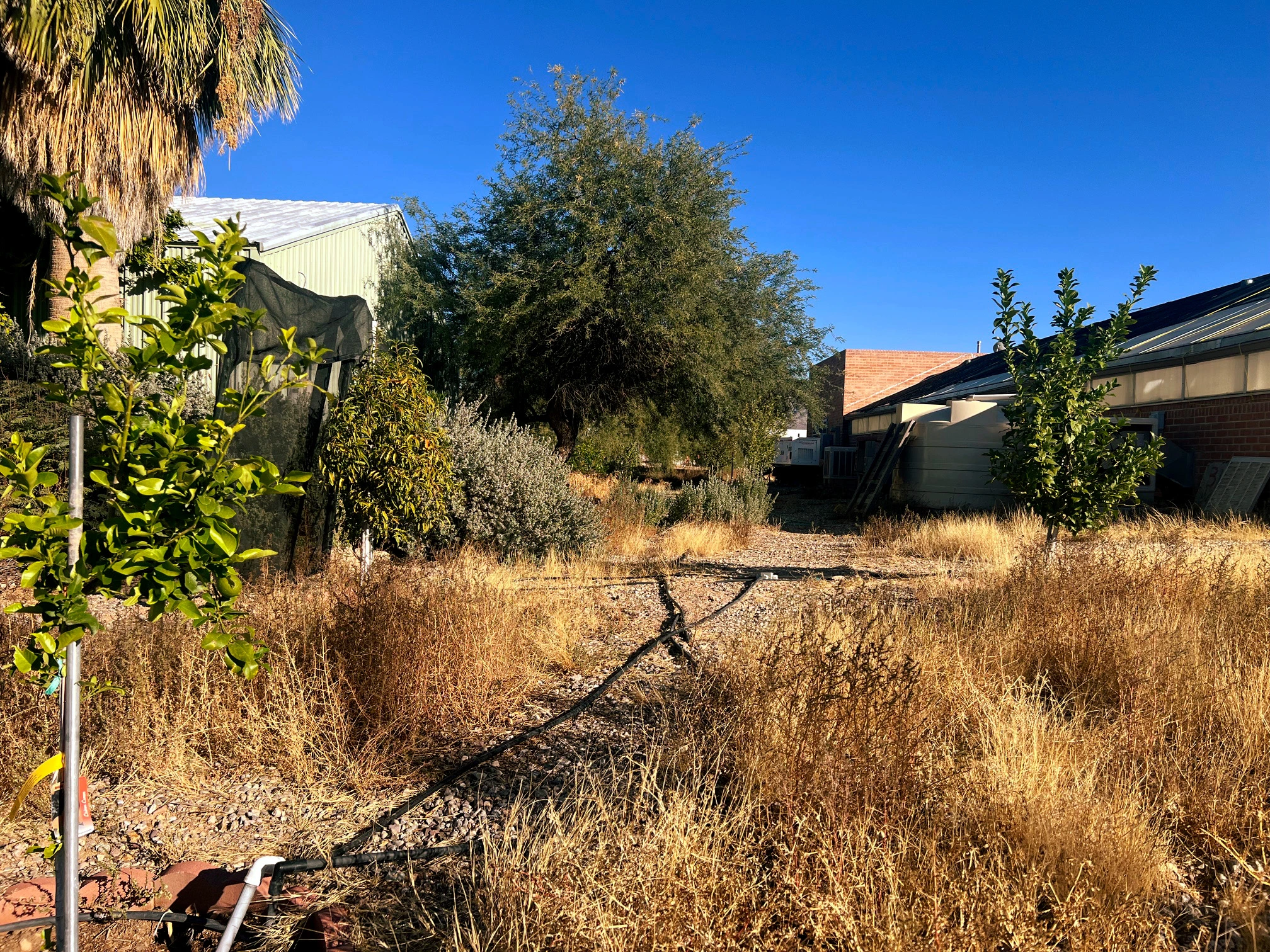 A dirt path is in between various small citrus trees that have been planted. At the far end of the dirt path is a building.