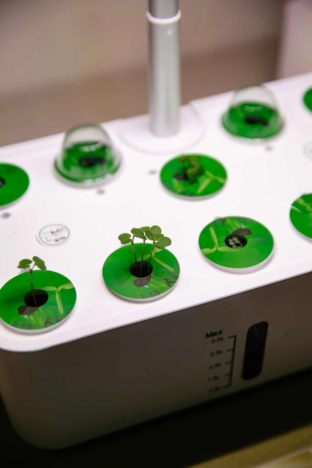 Multiple plants growing in a hydroponic system.