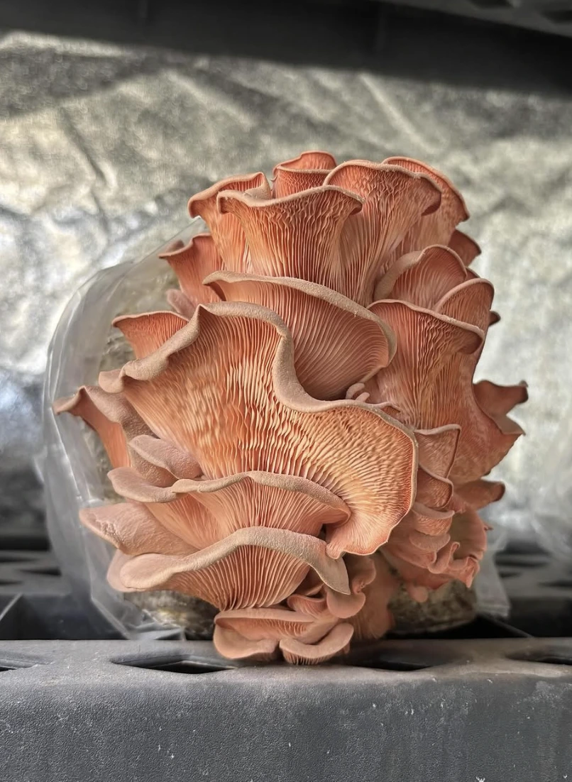 A close up image of an orange mushroom