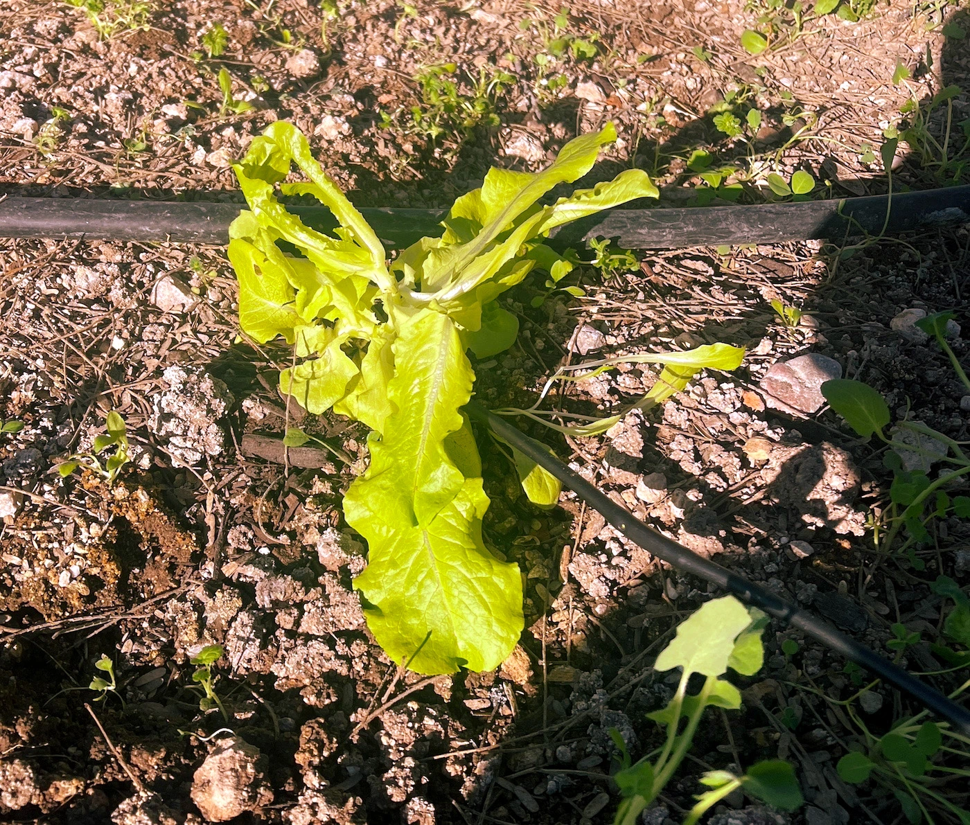 A lettuce plant growing in a garden plot.